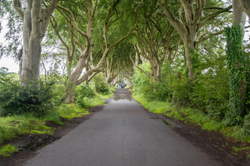 Fototapeta na wymiar The road along the dark hedges (Game of thrones location) in Northern Ireland