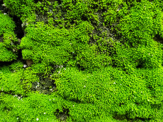 Natural green moss on the stone wall