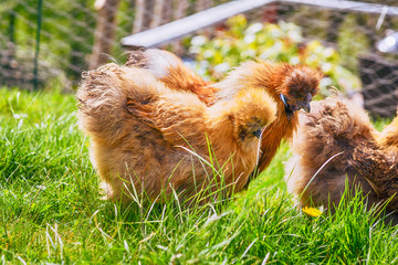 Brown Silkie chickens on a rural green lawn