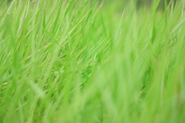 Soft Green Thatch