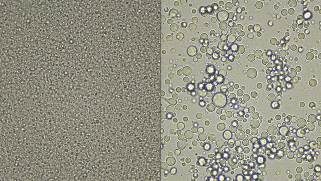 Milk under a microscope,on the video on the left, from the store that was processed - pasteurization, and on the right is fresh rustic - there is a noticeable difference in the composition of useful e