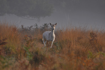 Fallow deer dama dama in autumn colours