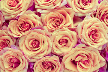 Flower background with pink roses