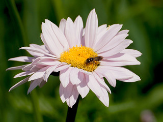 Fototapeta premium Butterfly on a flower close-up on a green background