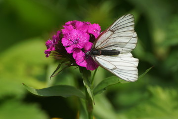 Butterfly on a flower close-up on a green background