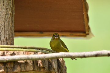The european grenfinch sitting and eating sunflower and seeds on the feeder rack