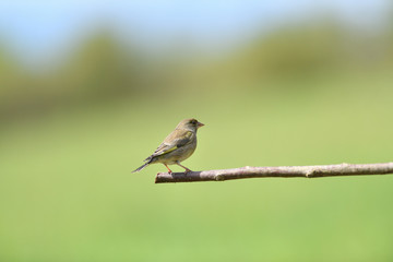 Portrait of common greenfinch sitting on the branch close up