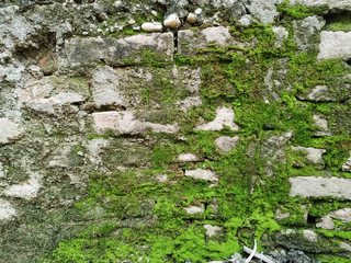 Natural green moss on the brick wall