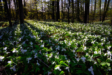Trillium carpet the forest floor. Trilliums are protected as the provincial flower of Ontario Canada
