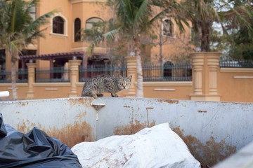 Misstrauische Katze a
uf Müllcontainer