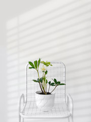 Hellebore flower plant growing in white ceramic flowerpot standing on metal meshy chair on white background with shadows.