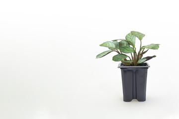 Gorgeous houseplant Maranta in a pot isolated on white background