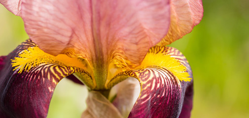 Fototapeta na wymiar pretty iris in bloom in the garden