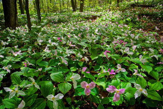 A field of red trilliums emerging from the woodland floor in early Spring