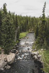 river in the forrest