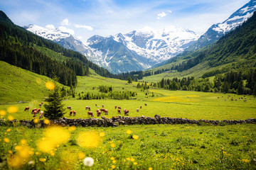 Beautiful alpine mountain landscape with cows grazing in fresh green meadows - obrazy, fototapety, plakaty