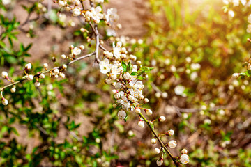 Fresh bright white flowers of blossoming asian cherry in the garden in spring close up.
