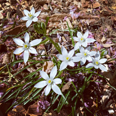 Milchstern /Stern von Bethlehem