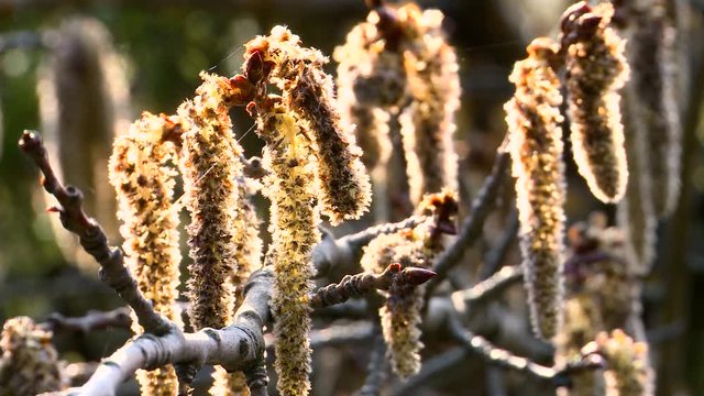 Spring. Flowering catkins of the alder