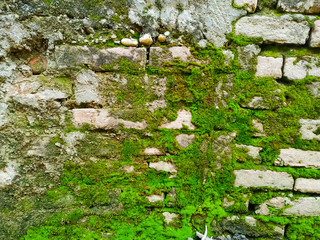 Natural green moss on the brick wall