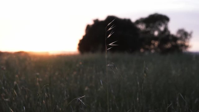 naturaleza atardecer monte flores trigo