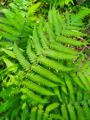 Fern fronds form natural abstract patterns in the summer woods. Background