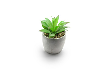 Green plant in a pot