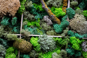 Cladonia  Rangiferina moss background. Green stabilized moss,lichen. 
Reindeer moss wall, a green wall decoration made of reindeer lichen.
