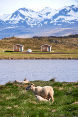 Obraz premium Sheep and lamb on meadow in Iceland with mountain backdrop