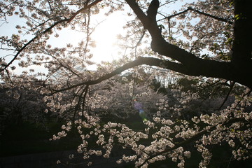 朝日を浴びる山崎川満開の桜