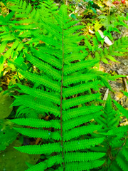 Fern fronds form natural abstract patterns in the summer woods. Background