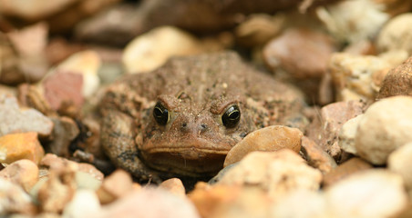 Toad in rocks
