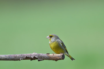 Portrait of common greenfinch sitting on the branch close up