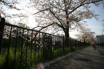 歩道から見上げる朝日と山崎川の桜