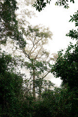Baum