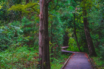 path in the forest