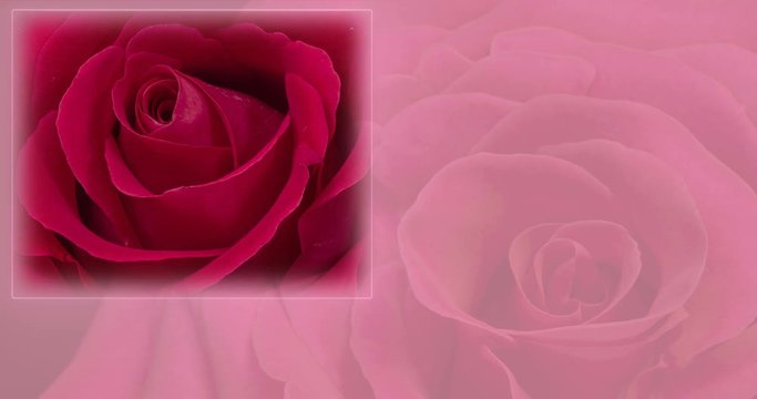 Beautiful Rose Flower background. Wedding backdrop, Valentine's Day concept. Holiday, love, birthday design backdrop with free space for text or image. 4К