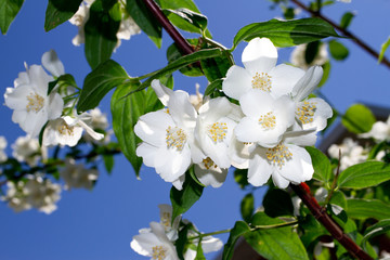 filadelfo ramo di fiore degli angeli