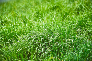 Morning dew on fresh, green, juicy grass. Makro