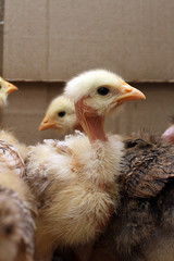 polletto collo nudo pulcino