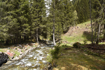 bosco fiume torrente vallata muschio abeti trentino 