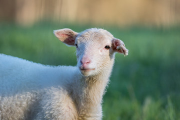 Obraz premium Small adorable young white lambs in green grass at dawn soft light on New Jersey farm