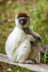 Sifaka lemur