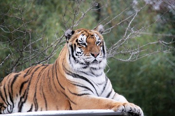 Bengal tiger on platform with trees behind  -Also known as the Indian Tiger, the Bengal Tiger is...