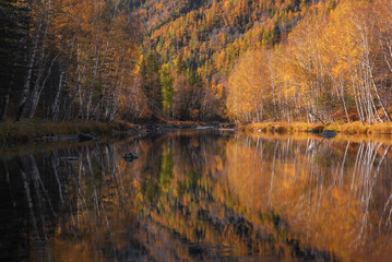 Perfect Mirror Reflection Of Mixed Autumn Forest ( Birch, Aspen, Larch And  Fir ) In Calm Mountain River. Morning In Altai, Siberia, Kumir River.Realistic Photo Of Heyday Of Fall Season In  Mountains