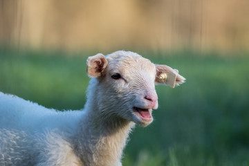 Small adorable young white lambs in green grass at dawn mouth open soft light on New Jersey farm