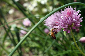 ape che si nutre di nettare e polline dal fiore dell'erba cipollina aromatica perenne