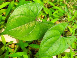 close up of green leaf natural fresh background