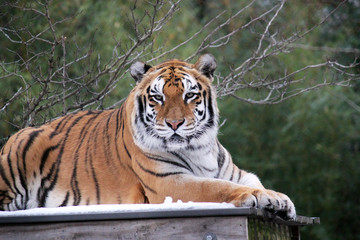 Obraz premium Bengal tiger on platform with trees behind -Also known as the Indian Tiger, the Bengal Tiger is the most common of all tigers and is the national animal of India - stock photo