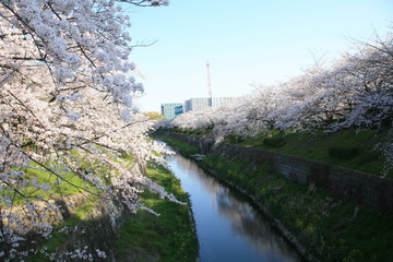 早朝の山崎川、満開の桜